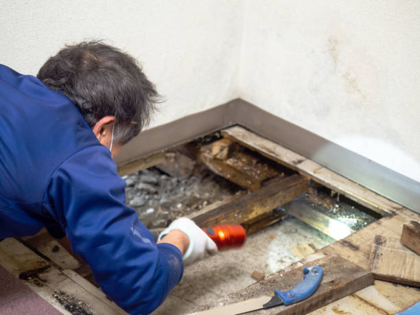 Best Black Mold Removal  in Dillonvale, OH
