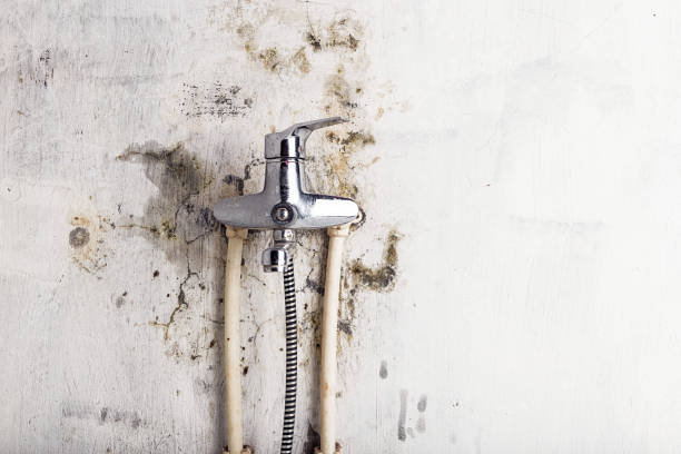 Professional Mold Removal in Dillonvale, OH