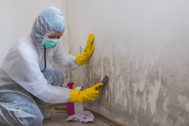 Attic Mold Removal in Dillonvale, OH