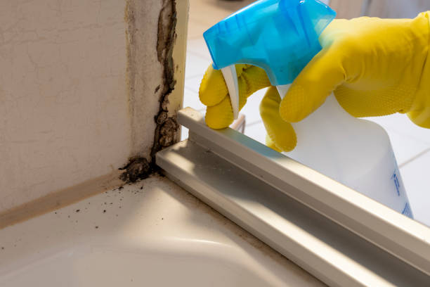 Best Toxic Mold Removal  in Dillonvale, OH