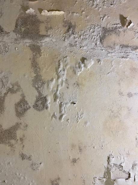 Best Commercial Mold Removal  in Dillonvale, OH