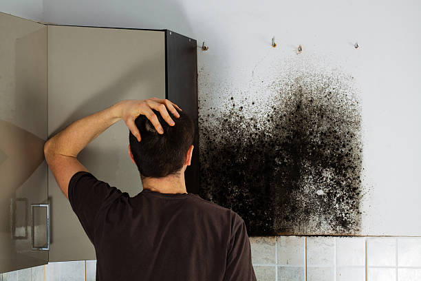 Best Local Mold Removal Service  in Dillonvale, OH
