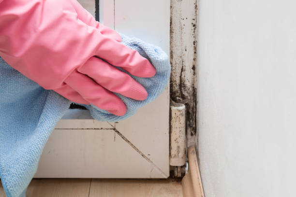 Office Mold Removal Services in Dillonvale, OH