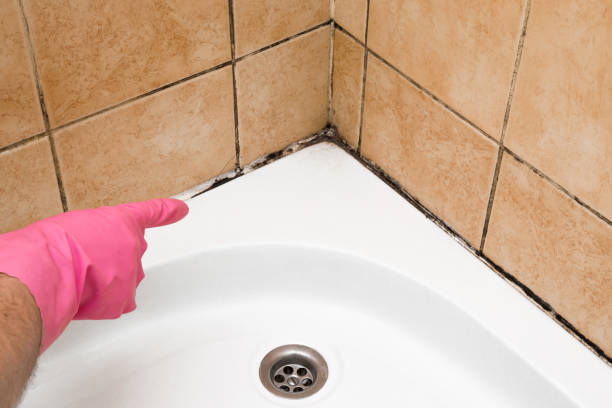 Best Attic Mold Removal  in Dillonvale, OH