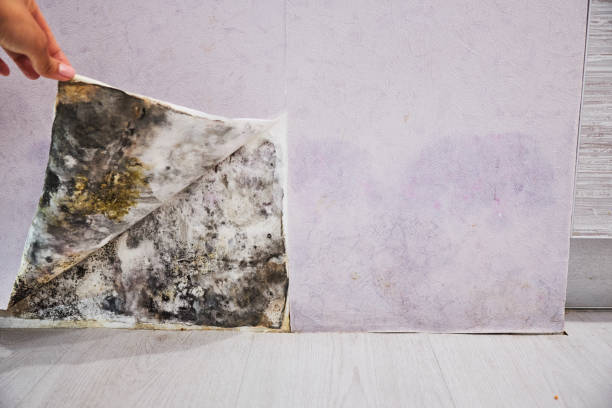 Best Attic Mold Removal  in Dillonvale, OH